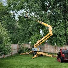 Trusted Terrell Hills, TX Tree Removal and Landscaping Services Experts